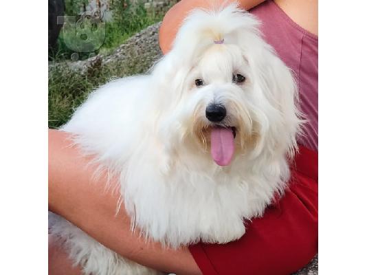 PoulaTo: Coton de Tulear